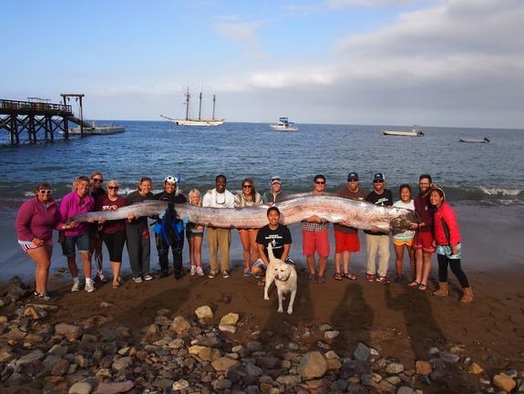 Photo: Dive instructor, Jasmine Santana, was taking a nice swim in Southern California when she came upon this 18-foot-long rare, serpentlike creature. Fortunately for her, it was dead. http://bit.ly/1hWQYdo