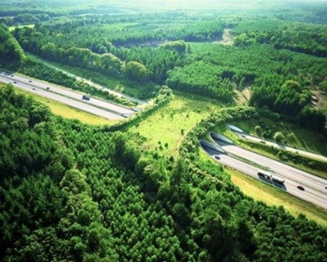 Photo: One of our favourite things: green overpasses over highways that allow for connectivity for area wildlife like deer. They're also beautiful! This one is in the Netherlands.
Image via Grist.