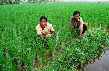 Photo: A smart new method of farming has the potential to turn Bangladesh into a food-secure, poverty-free country within a decade. 

Read more: http://positivenews.org.uk/2013/environment/agriculture/12132/blue-green-revolution-boost-food-security-bangladesh/