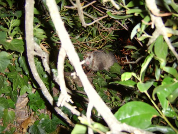 Photo: Heard a noise in my garden in the middle of the night. Went out with my camera and caught this  ......  it just sat there staring at my flashlight.  - Playing possum with me.  Its been 10+ years since I last saw one here and that was only on one occasion.