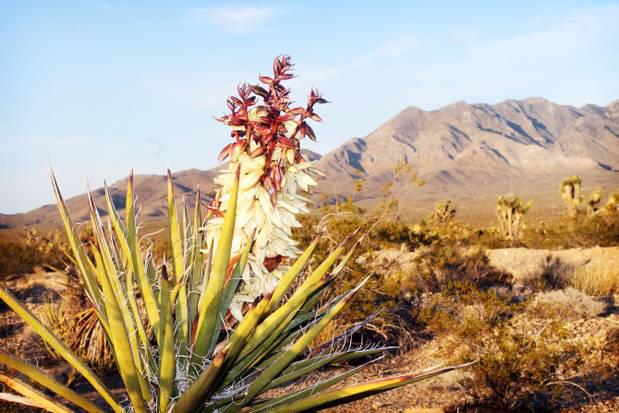 Photo: The Mojave Desert’s Joshua trees are blooming like crazy and nobody knows why.  http://www.pe.com/local-news/topics/topics-environment-headlines/20130408-joshua-trees-spectacular-mojave-desert-bloom-underway.ece